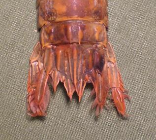 faughnia formosae T.F.C. 5-6 AS e telson.bmp